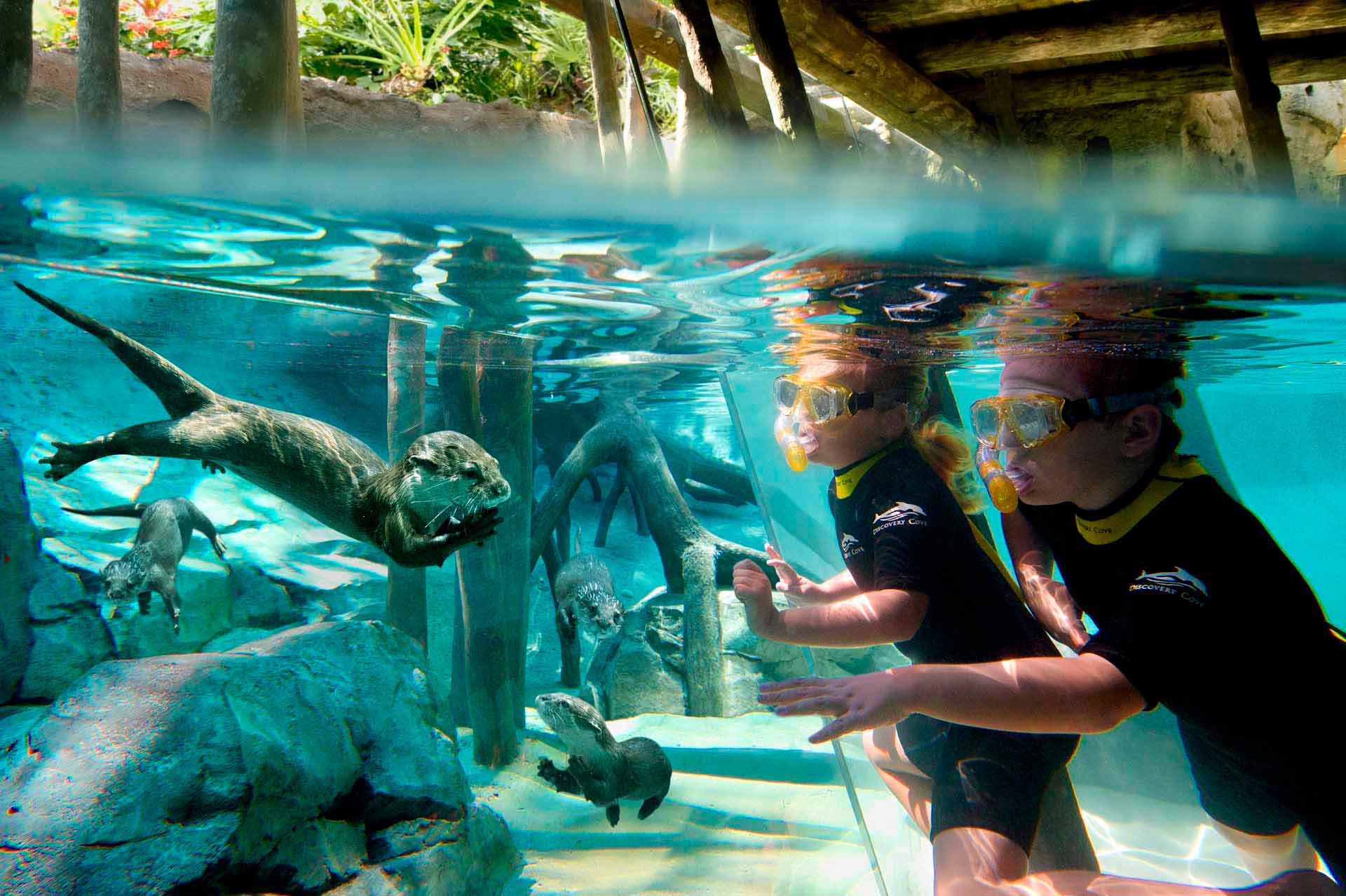 Brother and sister snorkeling with otters at Discovery Cove