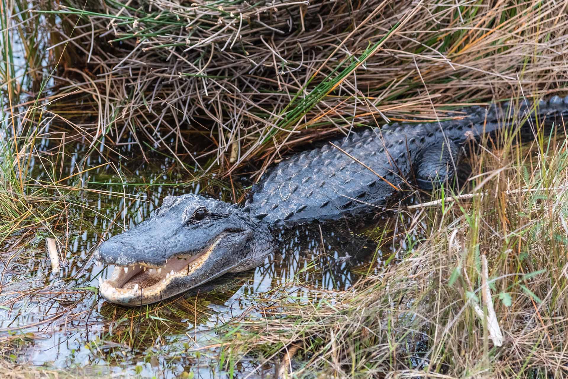 American alligator sitting in a swampy area