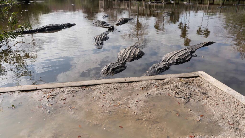 مجموعة من التماسيح في بحيرة في متنزه جاتورلاند الترفيهي في أورلاندو، فلوريدا